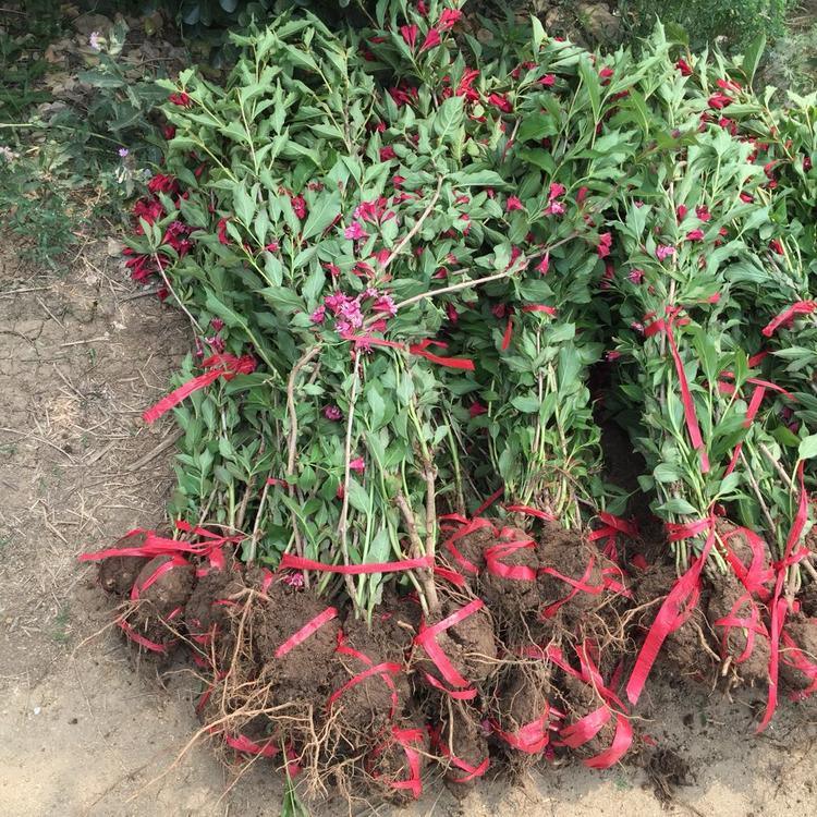 红王子锦带耐寒耐旱锦带花苗绿化苗工程苗南方北方庭院灌木花卉盆