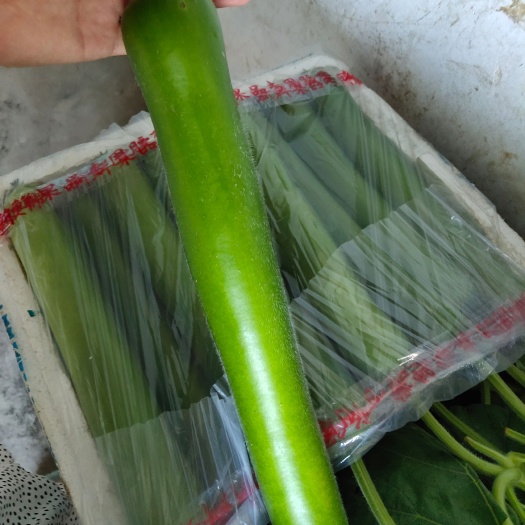 嘉兴瓠瓜  孤瓜，大量上市，保质保量 ，产地直发，量大优先！！！