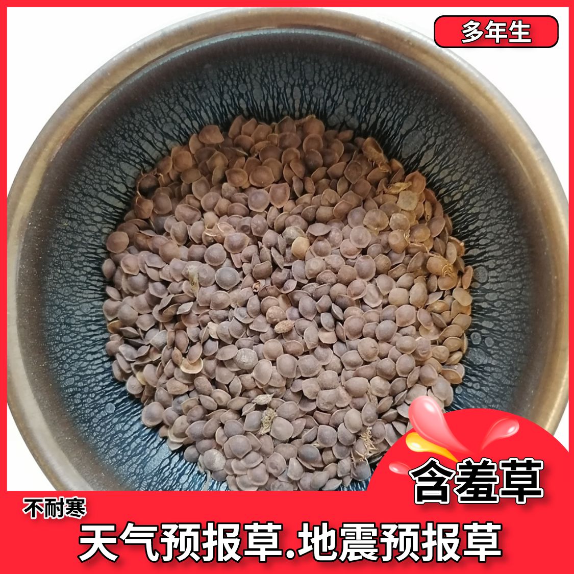 沭阳县含羞草种子盆栽植物室内阳台花草花种籽子易活易种多年生花卉种子