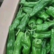费县 山东费县各种辣椒大量上市中质量好价格低有线椒芜湖椒砀椒