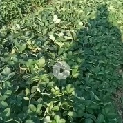 海宁市红颜草莓苗 红颜章姬现货大量供应