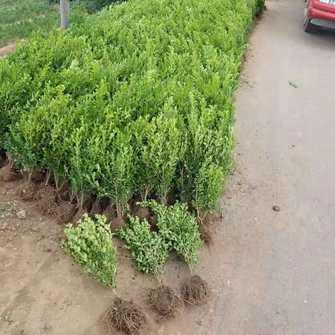 瓜子黄杨工程小苗别墅庭院耐寒绿化苗木苗圃种植小叶黄杨四季常青