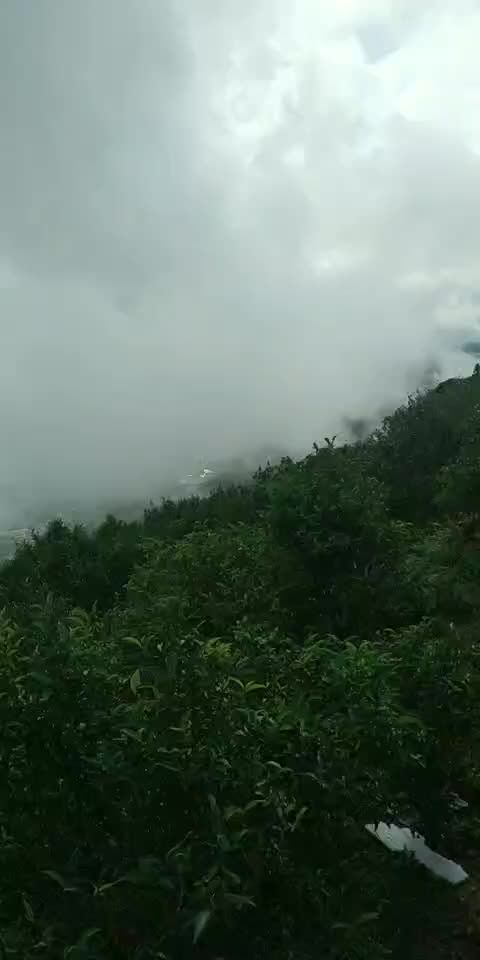 单丛茶  茶农自产茶，高山，老树，找合作伙伴，代发货商，有兴趣的加我v