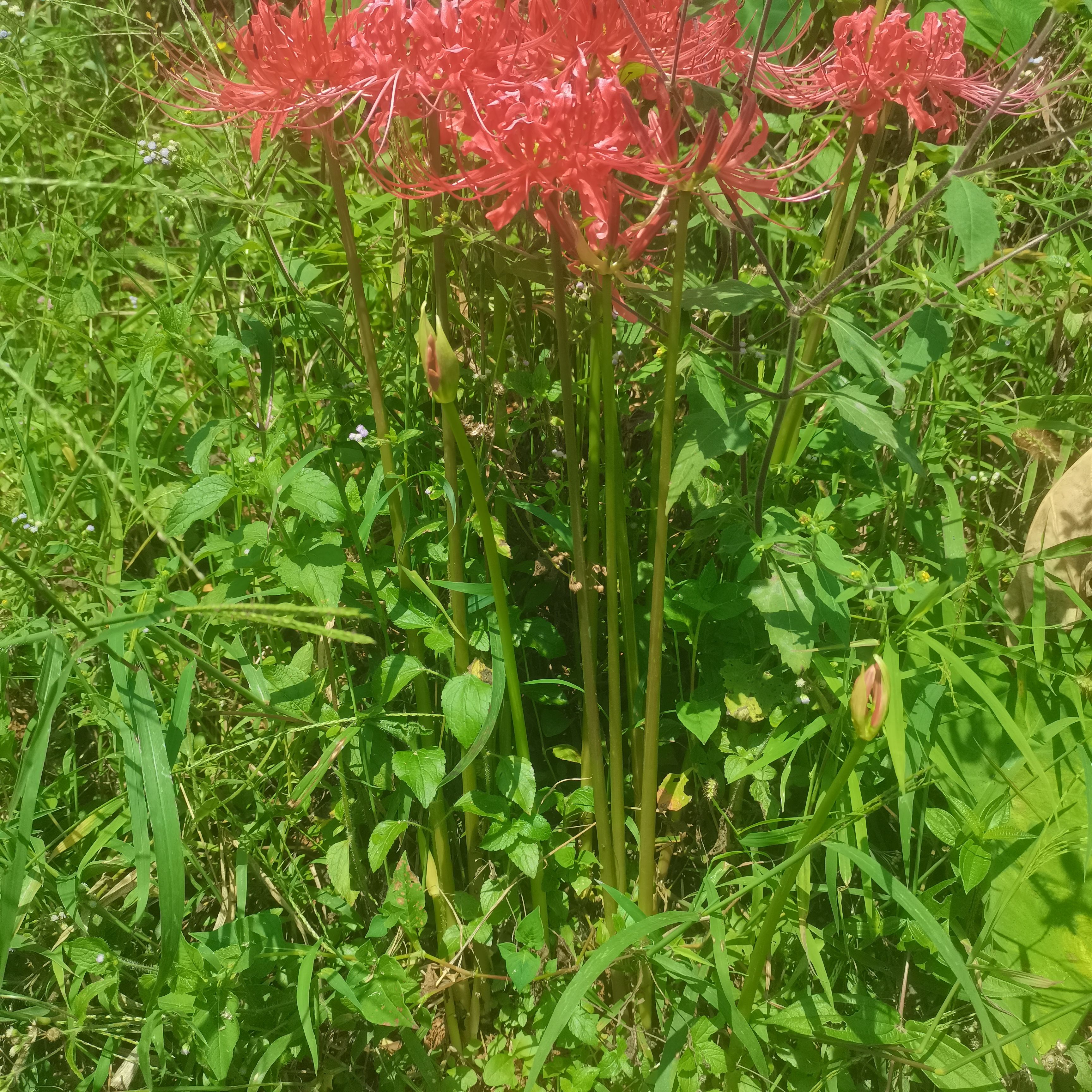 石蒜种子 ，彼岸花，石蒜