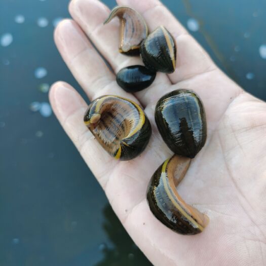 沈阳宽体金线蛭  蚂蝗水蛭