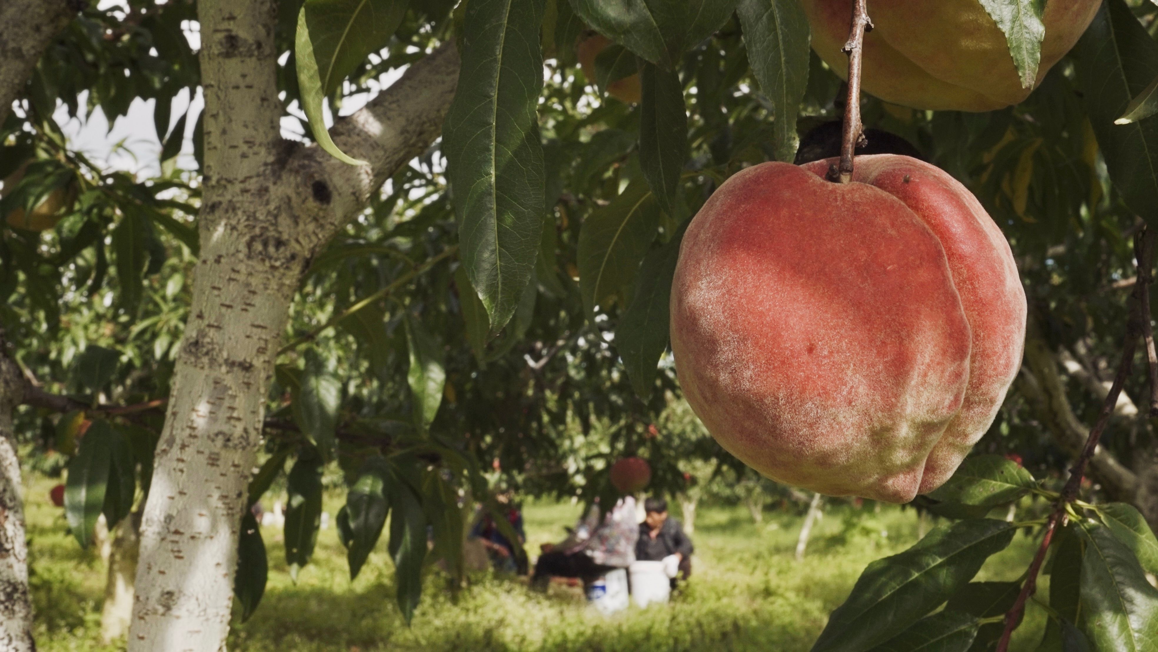  云南纳西族自产自销雪桃