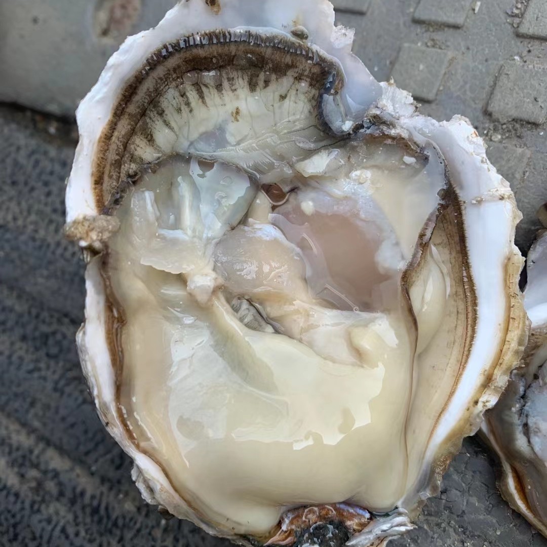 长牡蛎三倍体生蚝25鲜活特大牡蛎蒜蓉即食烧烤食材整箱批发
