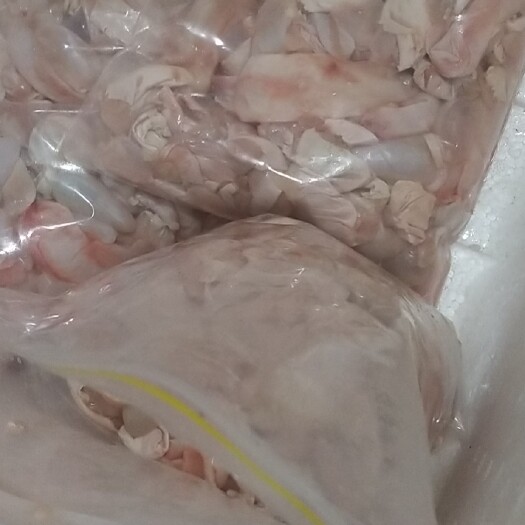 北流市鱼胶 新鲜鱼泡鱼鳔鱼籽鱼肚 新鲜鱼泡鱼鳔鱼籽鱼肚