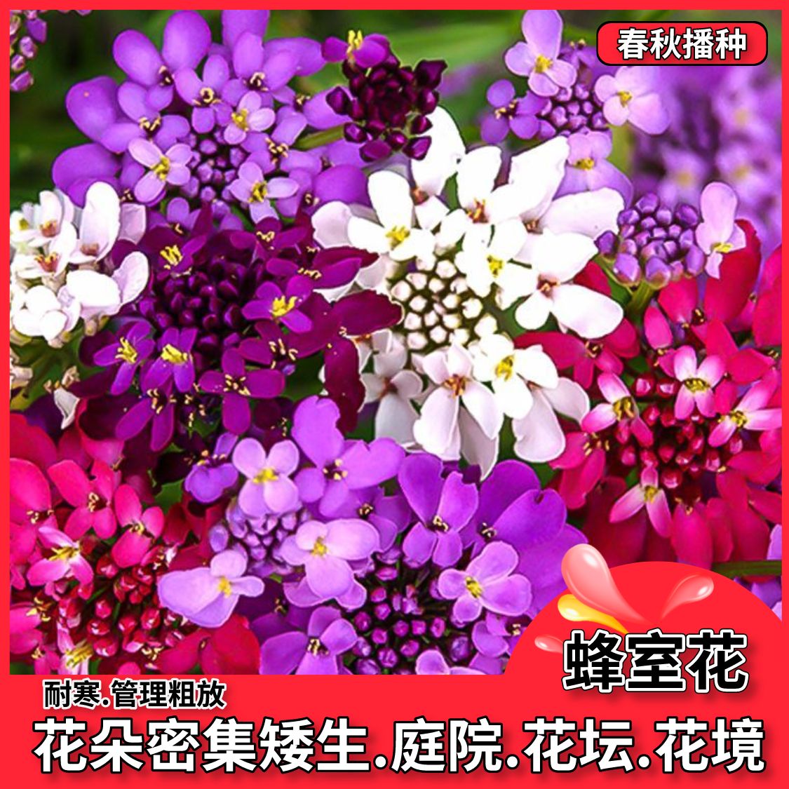 沭阳县蜂室花种子香屈曲花种子春秋播阳台庭院花坛花海矮生盆栽花卉种子