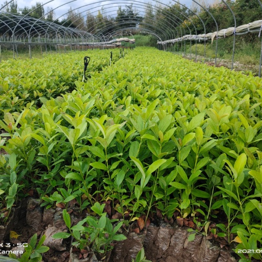 欧石楠  欧洲荚蒾