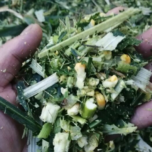 邱县青储草  青储饲料   玉米秸秆     打包青储    牛羊草料