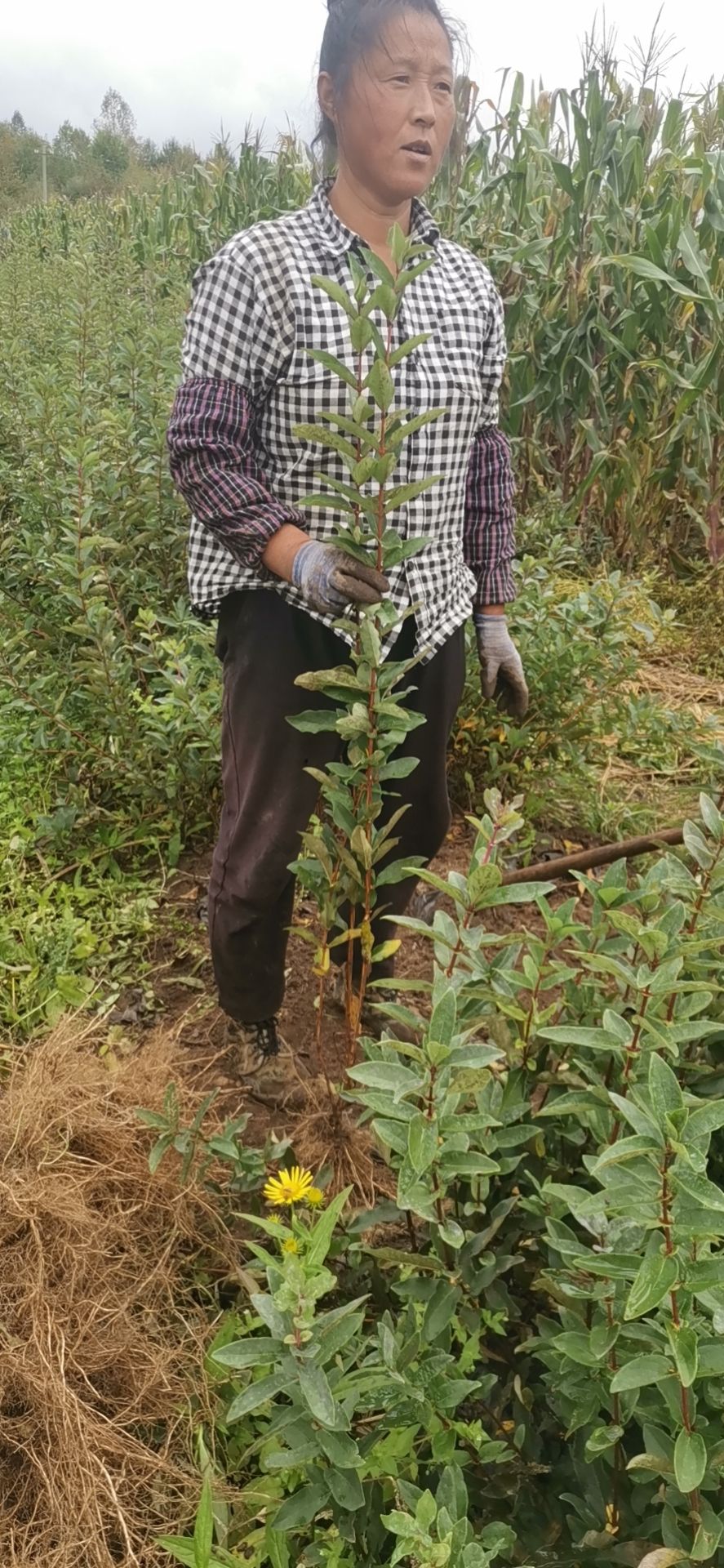 蓝靛果苗蓝靛果苗2年苗3年苗