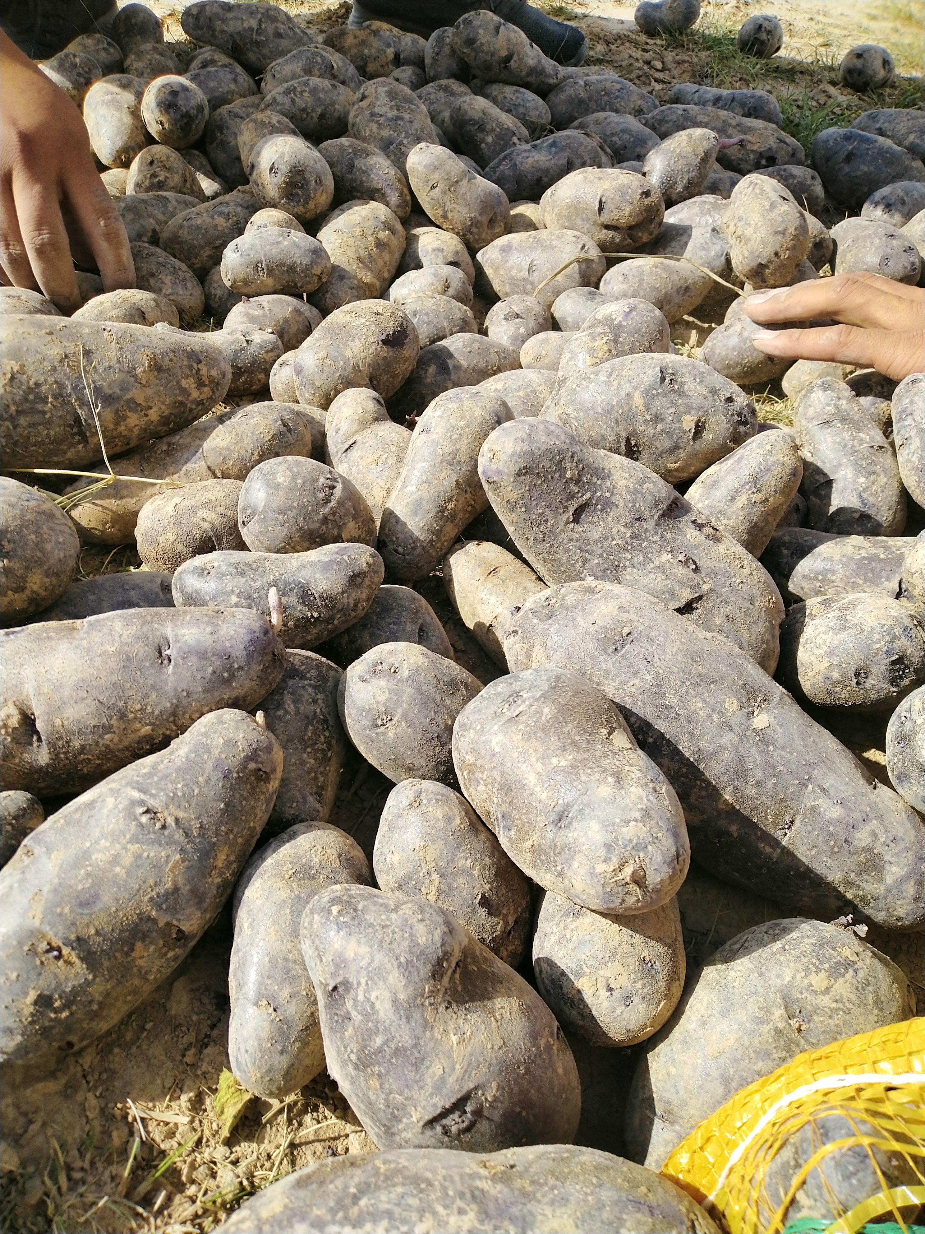 彩色马铃薯 土豆