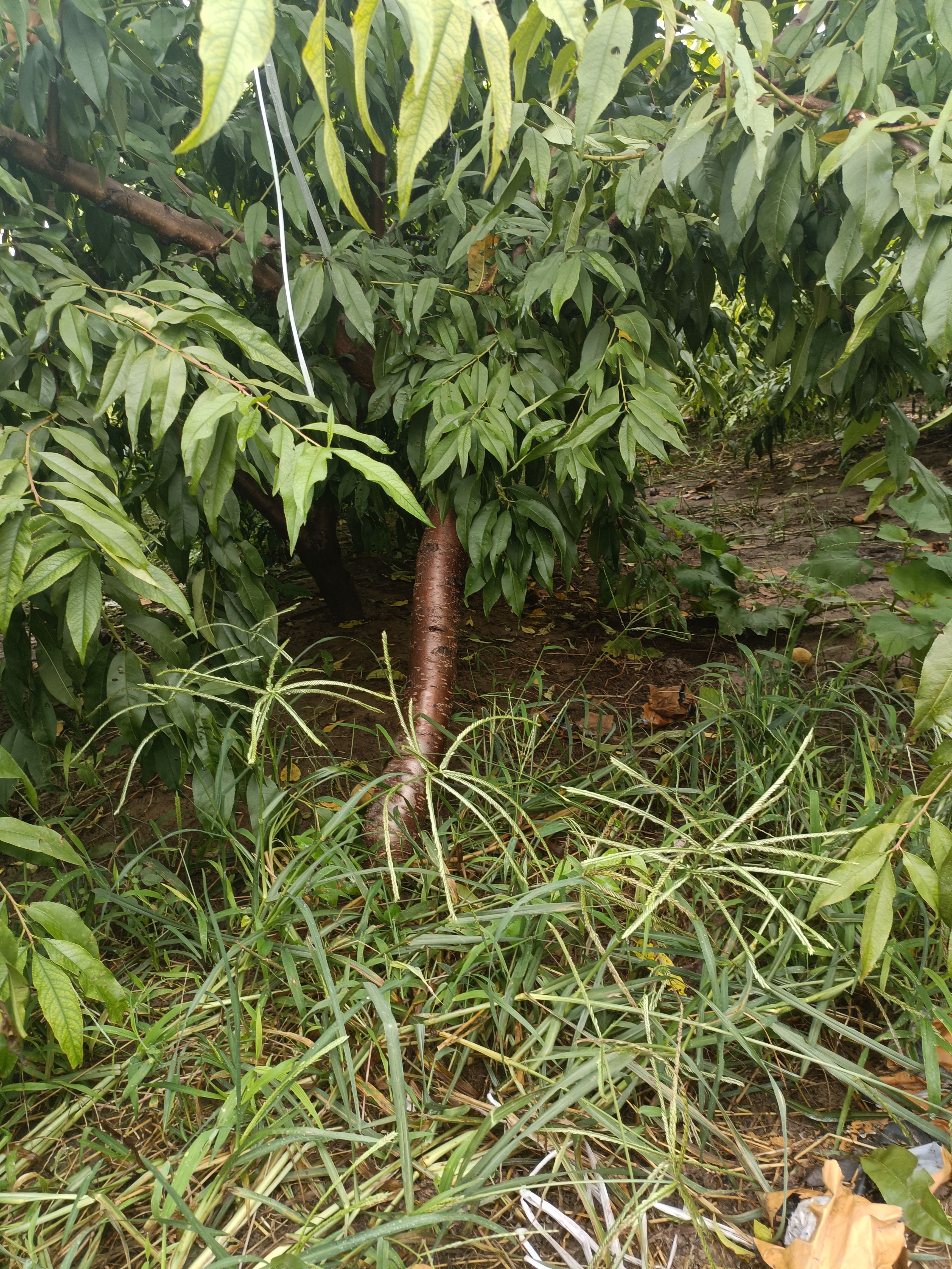 桃树苗 桃树出售