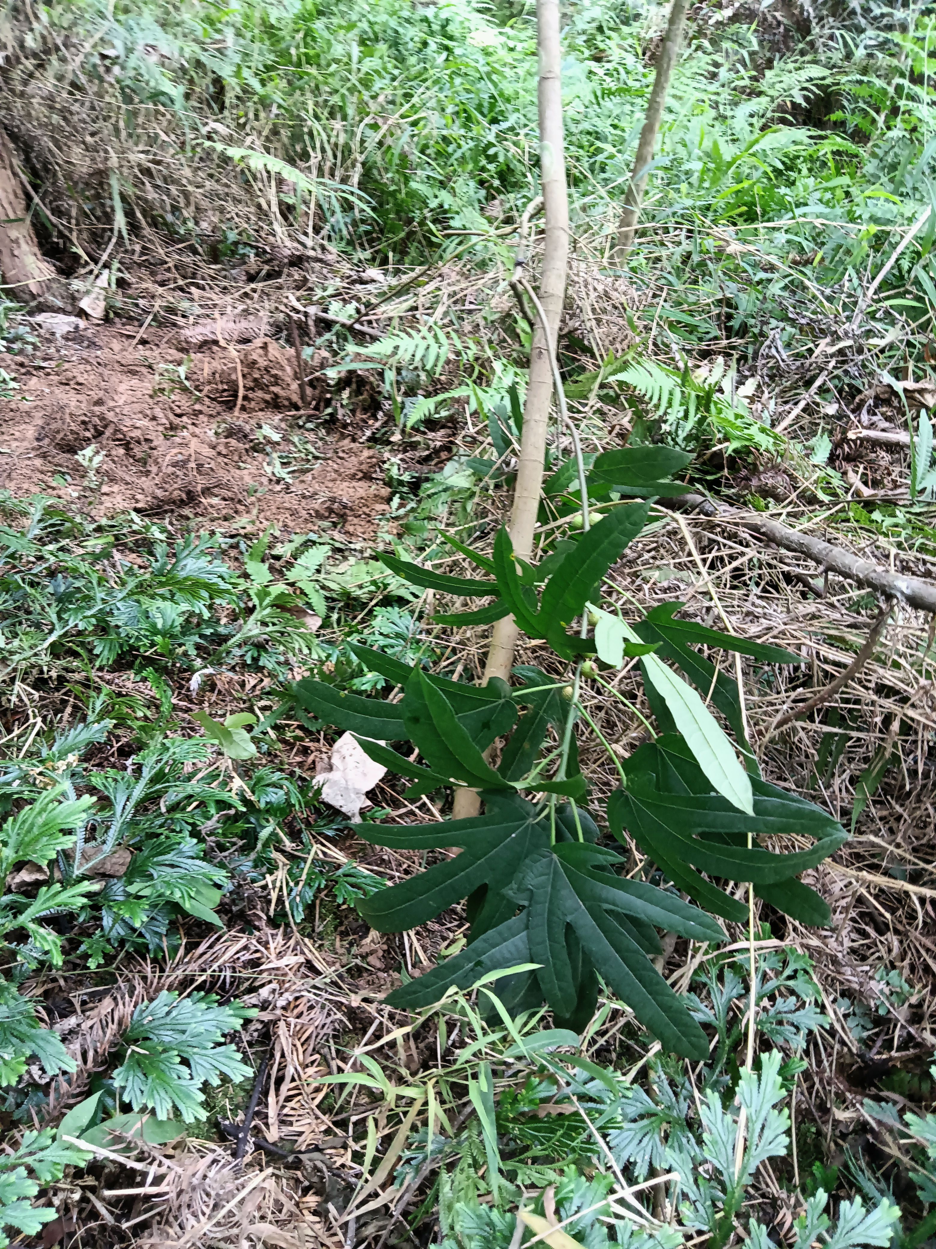  天然鲜五指毛桃