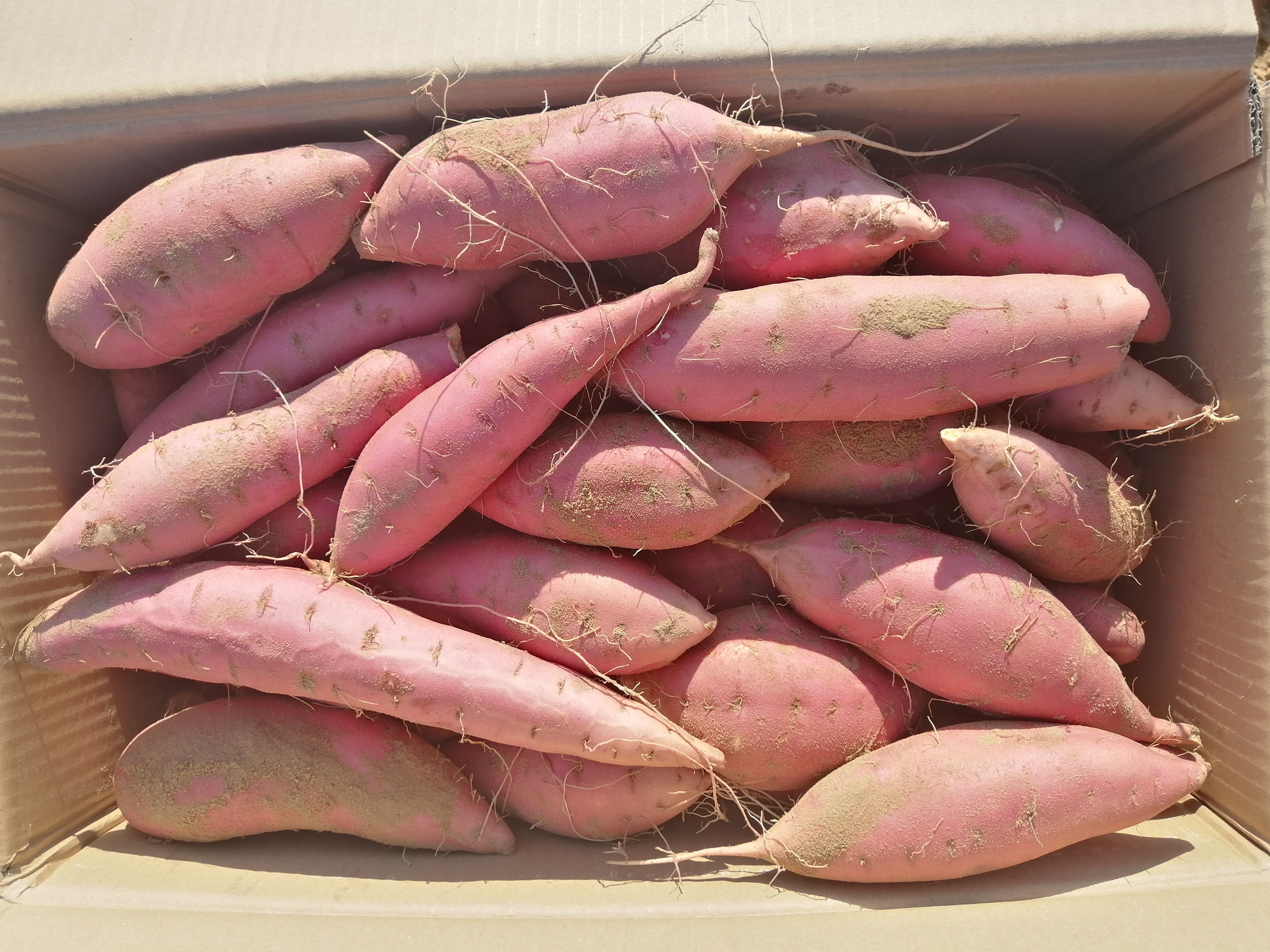 糖化好的中果烟薯25蜜薯红薯红心 软糯香甜流糖无丝