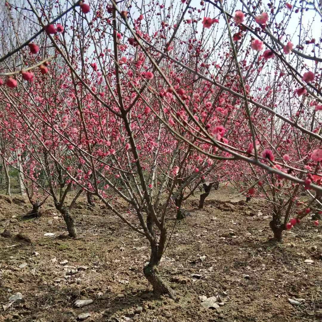 梅花树苗原生红梅树苗高杆骨里红梅花美化庭院阳台盆景花卉地栽