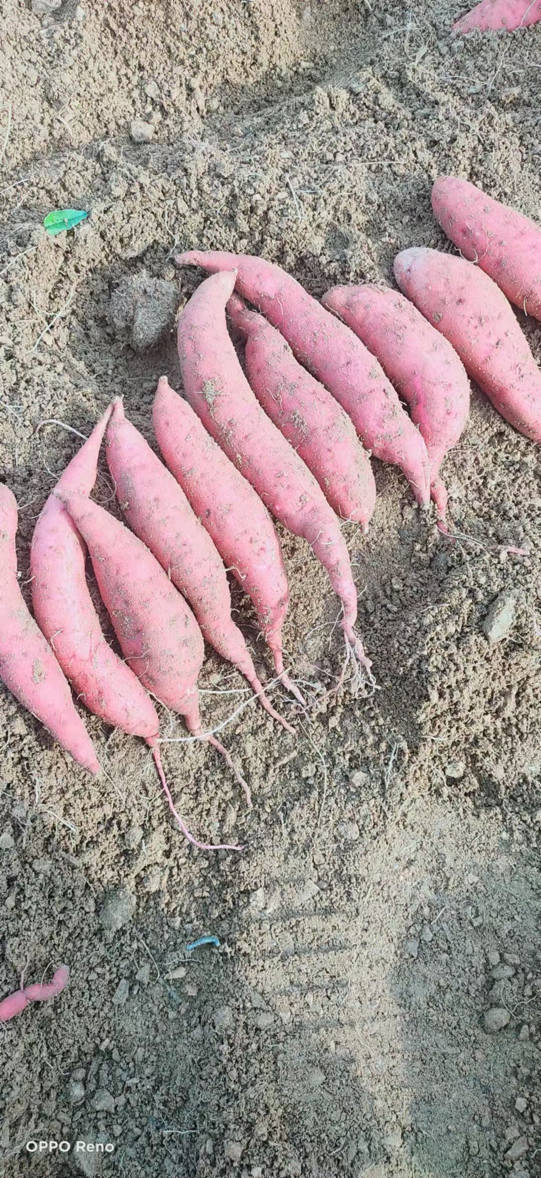 红心红薯山东烟薯25板栗薯济薯26紫薯紫罗兰粉糯无筋西瓜红薯