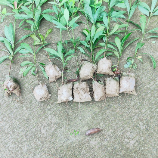 雅安金丝楠木