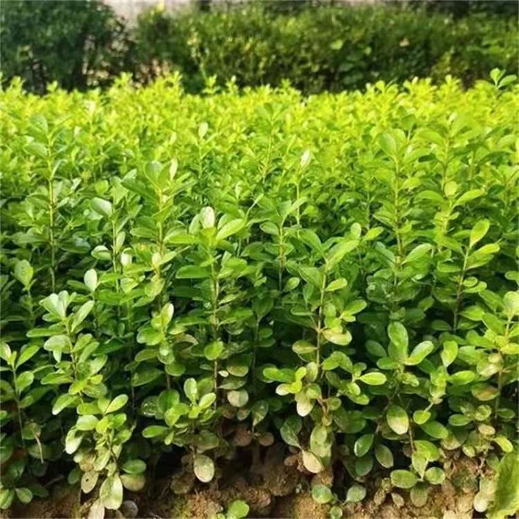 瓜子黄杨工程小苗别墅庭院耐寒绿化苗木苗圃种植小叶黄杨四季常青