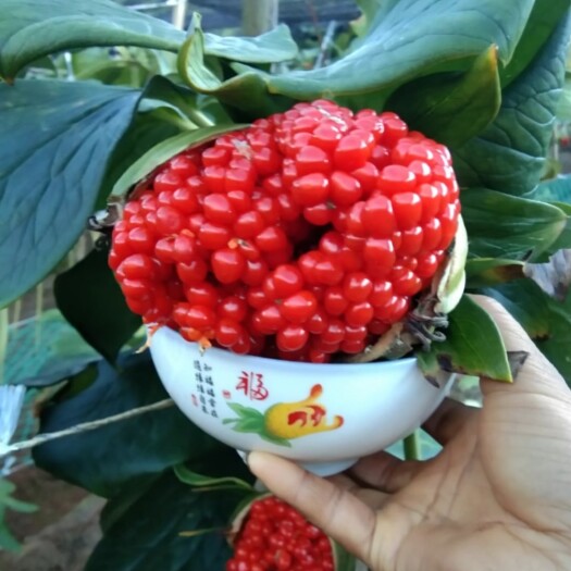 陆良县出售重楼种子
