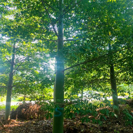 博罗县 美丽木棉