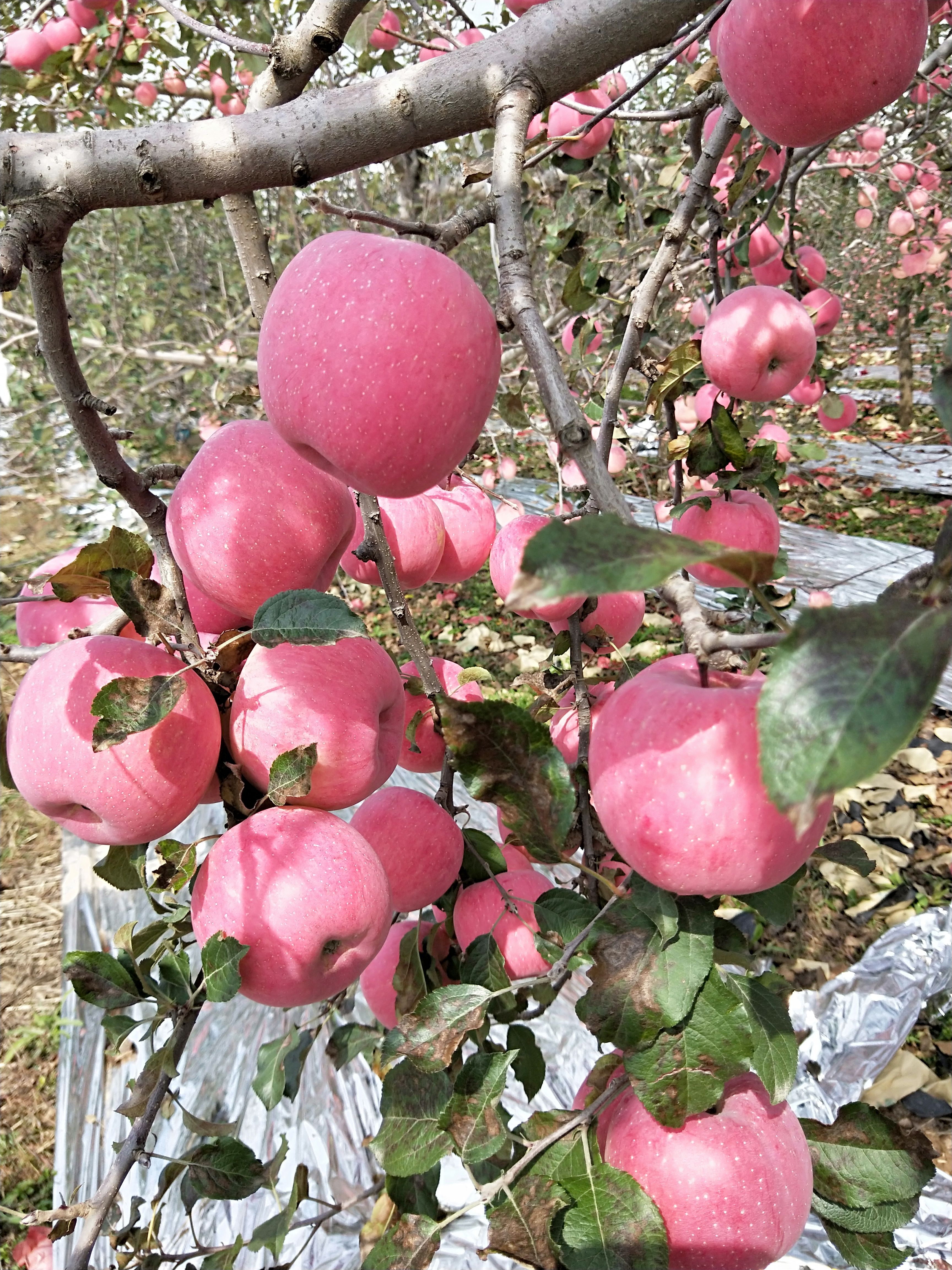 红富士苹果  纸袋红富士高次果