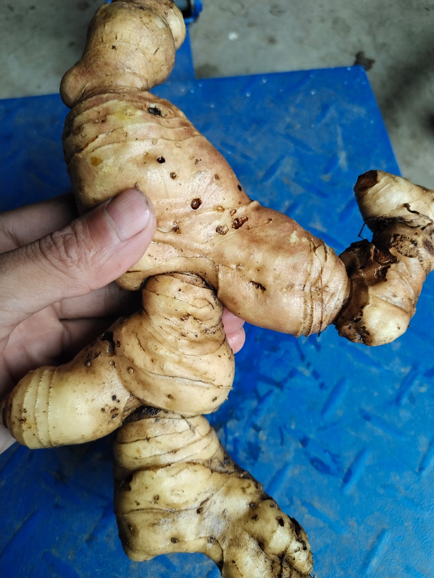 鸡头黄精  黄精