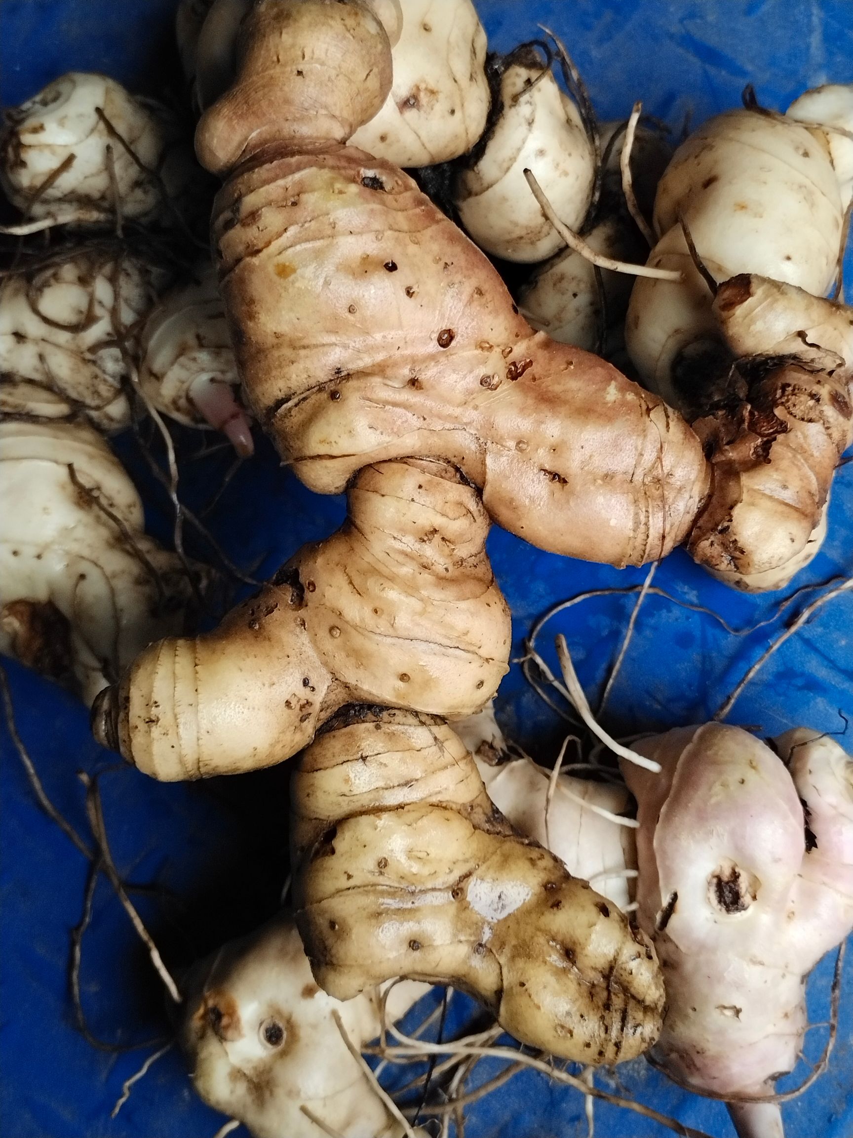 鸡头黄精  黄精