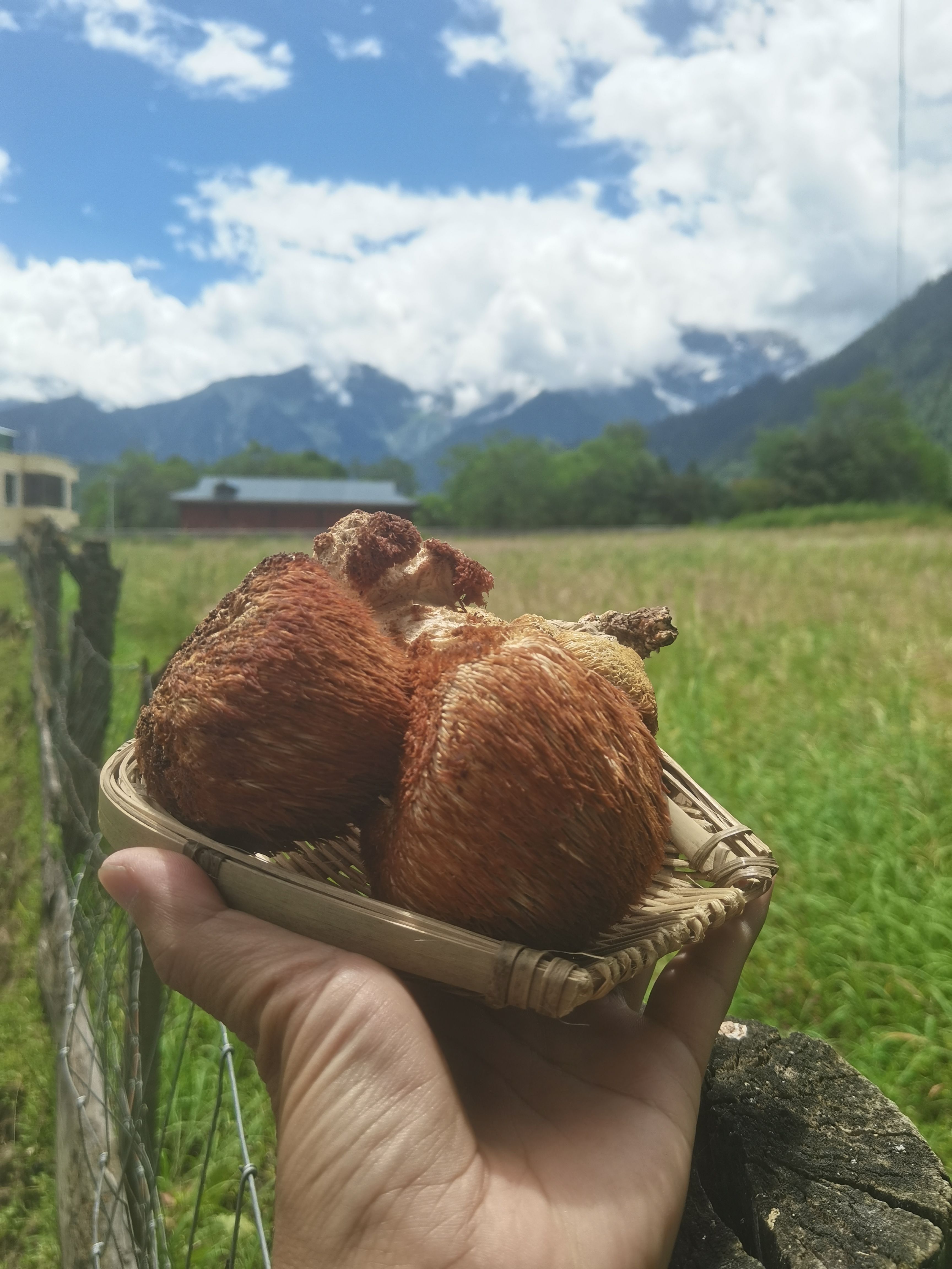 干猴头菇  猴头菇 野生猴头菇 西藏野生猴头菇 产地直发 一