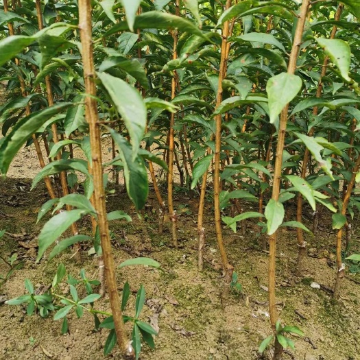 镇宁县蜂糖李树苗  蜂糖李苗，嫁接苗， 原生苗四月李苗 第一代嫁接苗，原产地直发