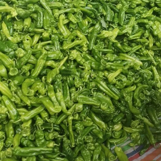 沈丘县薄皮青椒，线椒，
