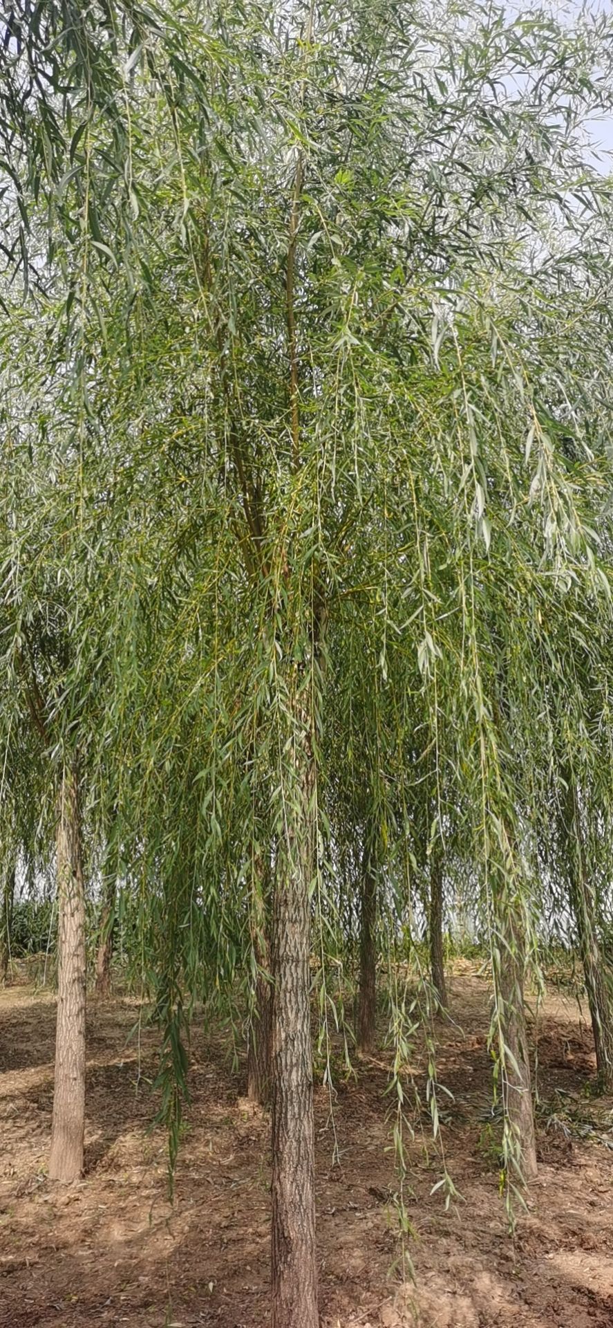 垂柳 金丝垂柳 产地直销 量大质优