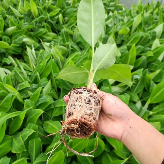 南宁威廉斯香蕉苗  香蕉苗，产地直销。