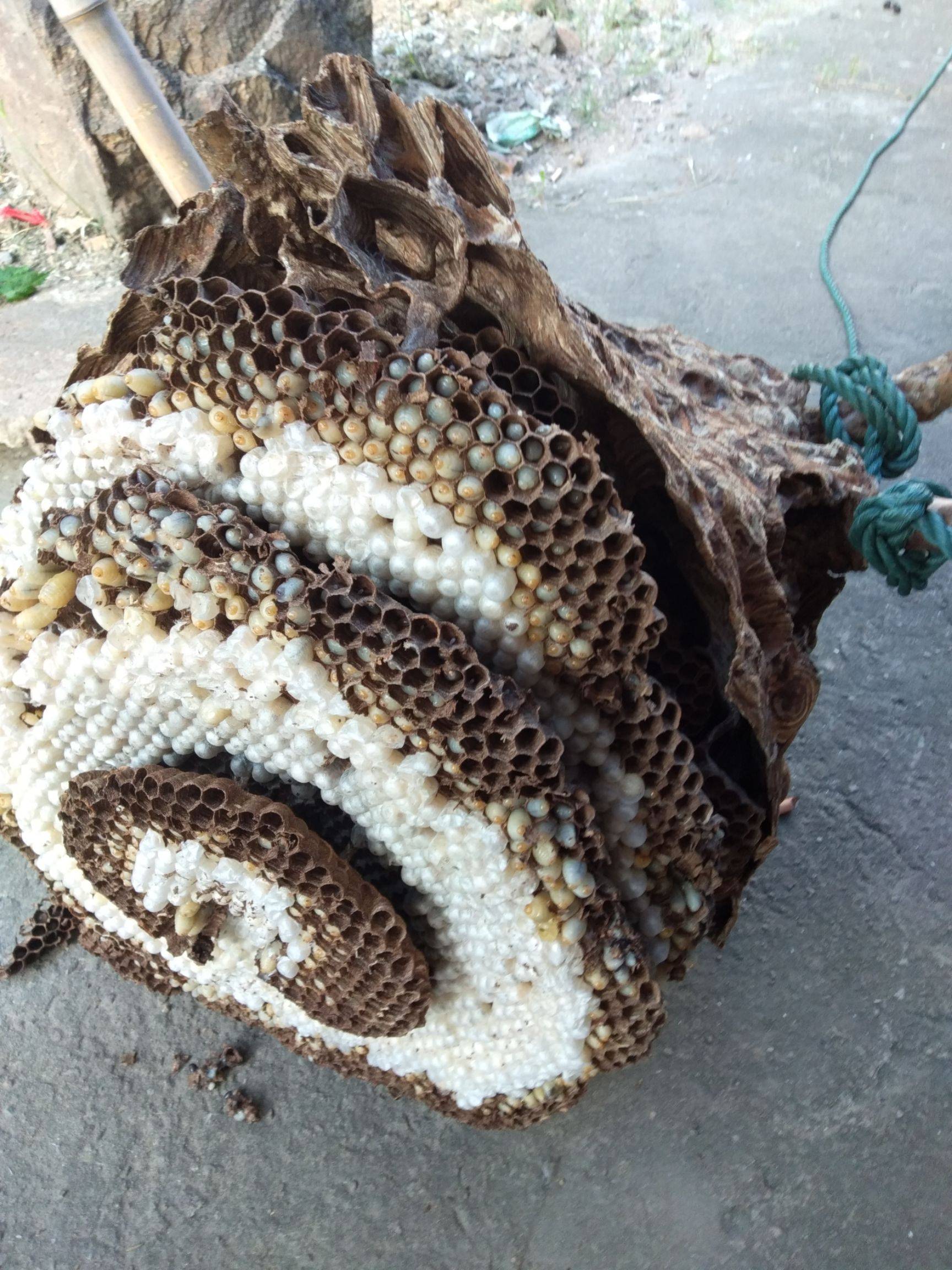 胡蜂蛹 本地土货蜂蛹