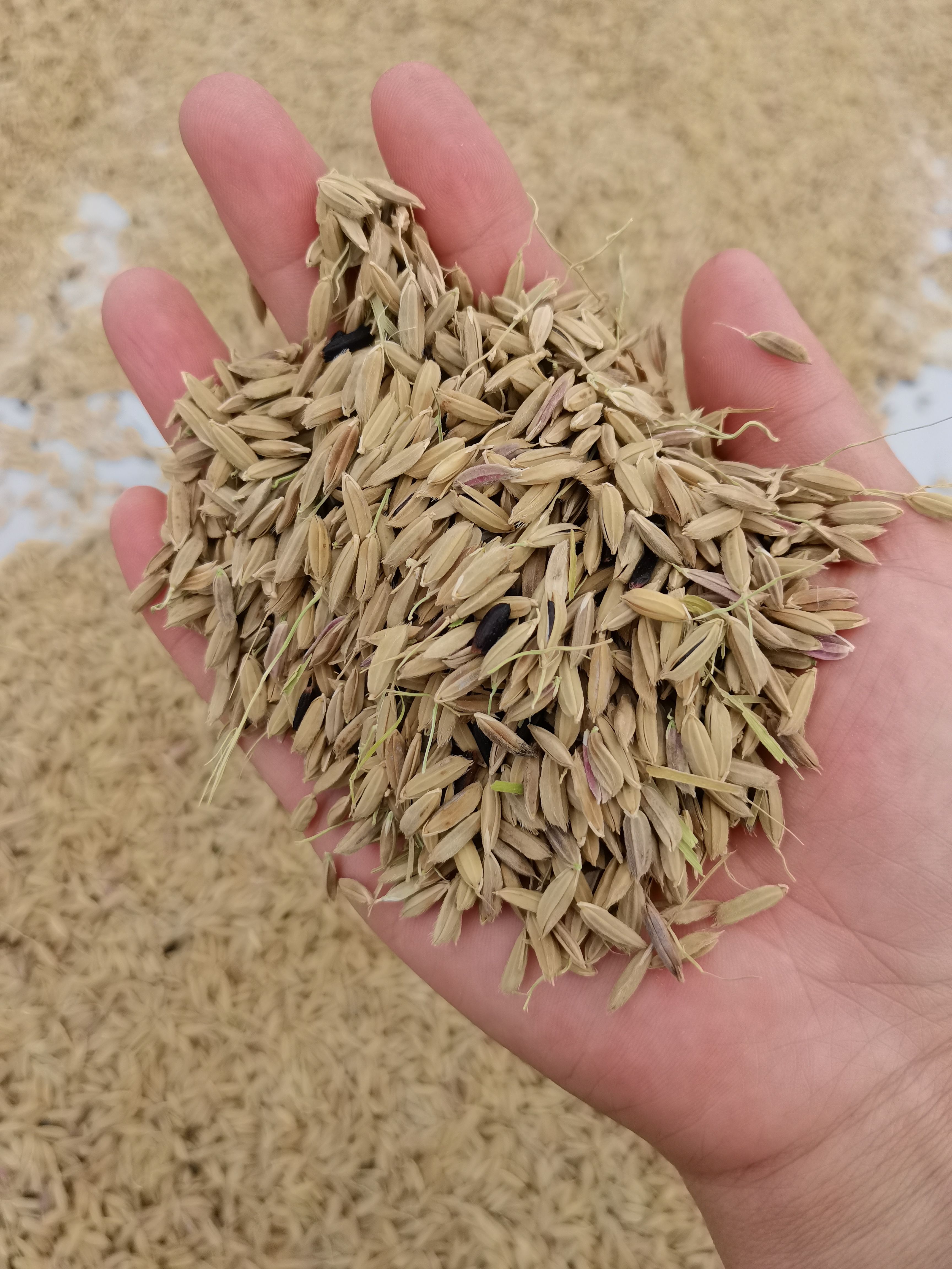 糯稻谷     北大荒精品绿色自家H8黑稻花香品种黑糯稻水