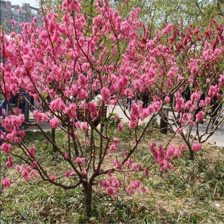 梅花树苗原生红梅树苗高杆骨里红梅花美化庭院阳台盆景花卉地栽