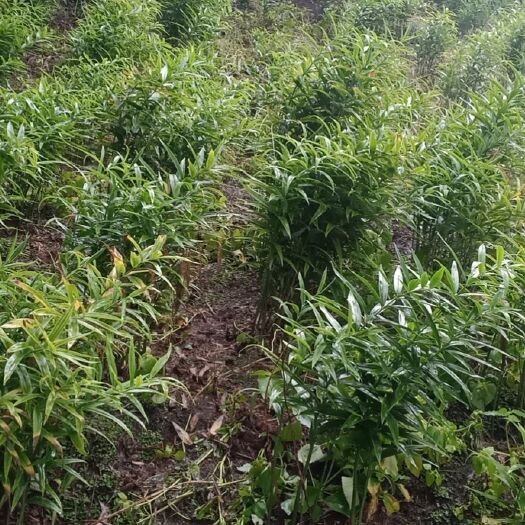 邻水县黄精种苗 姜形黄精  四川当地品种，自繁自育 ，有姜型高杆多