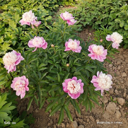 菏泽 山东菏泽大芍药