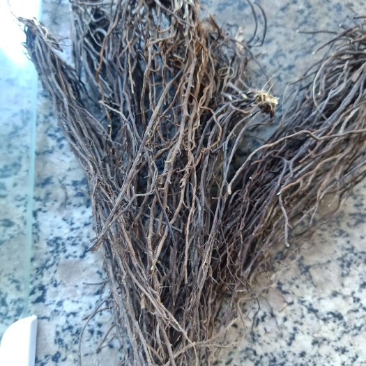 阜新县 威灵仙
