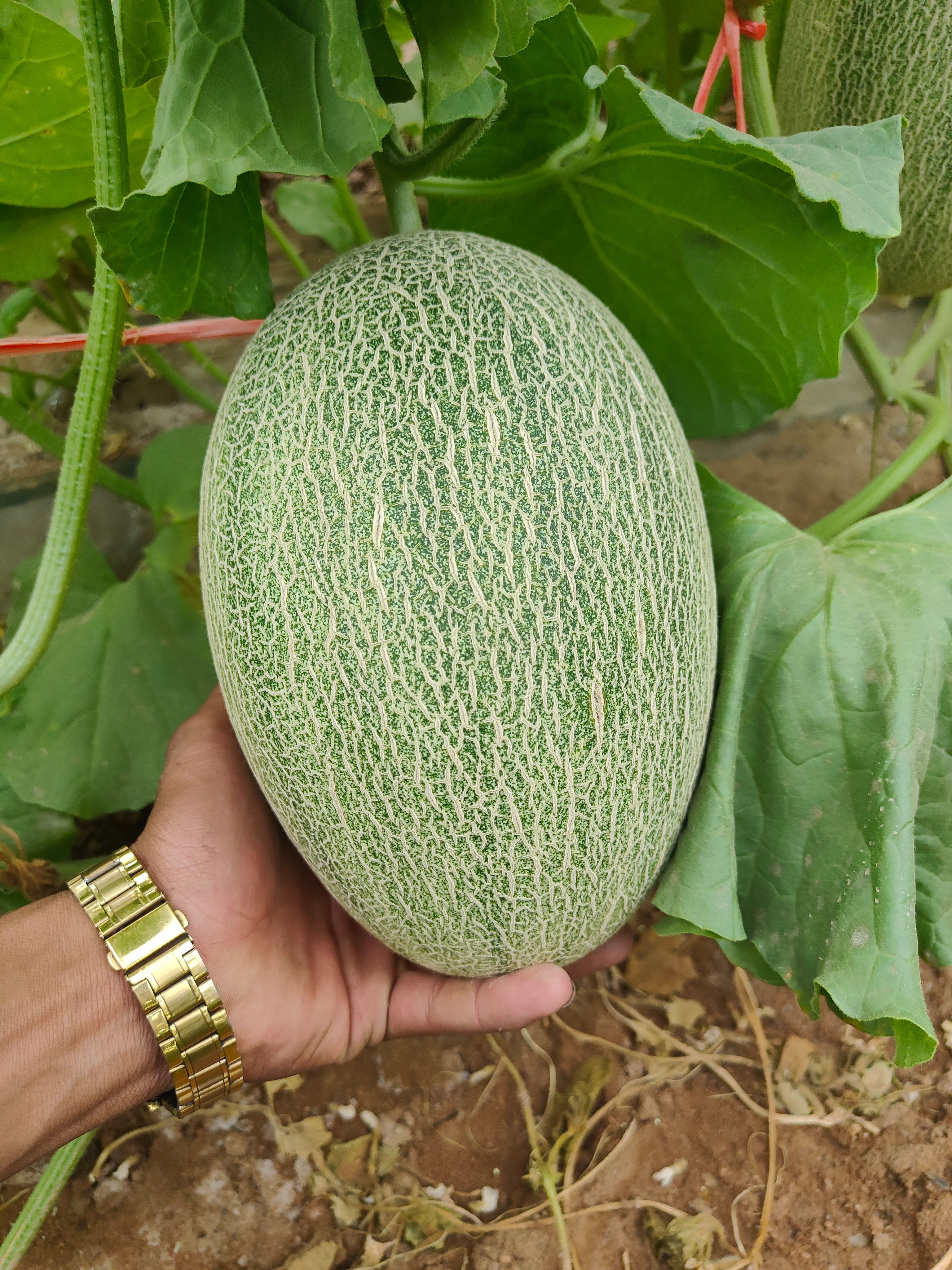 晓蜜25号  耀龙25号哈密瓜 甘肃产地代办 玉门哈密瓜 甘肃哈密瓜种植基