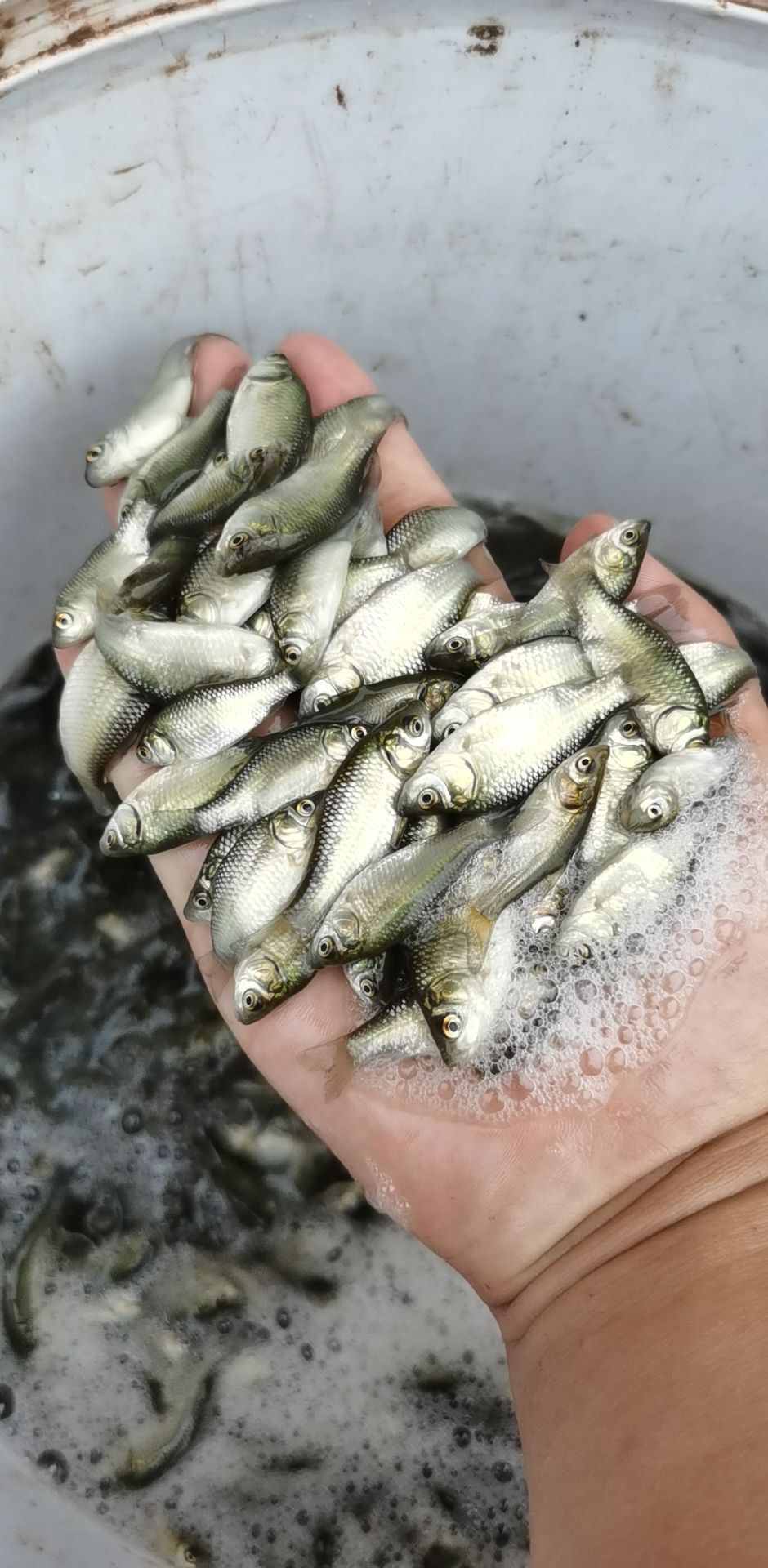 鲫鱼苗  中科三号，免费送货上门