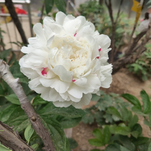 菏泽切花芍药
出口品种 杨妃出浴   白色