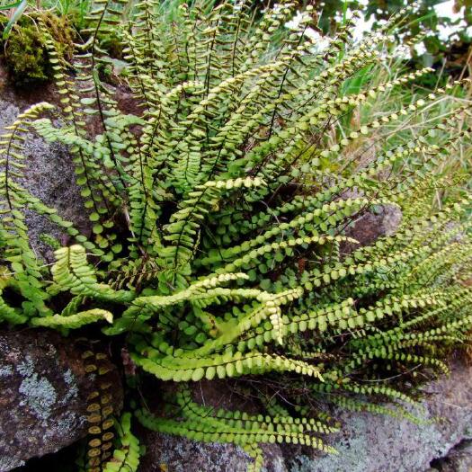 玉龙县凤尾草 