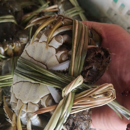 洪湖市 洪湖精品大闸蟹