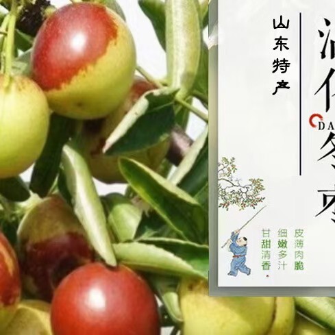 滨州 沾化冬枣