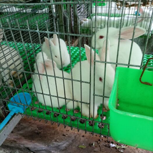 汝城县比利时杂交兔