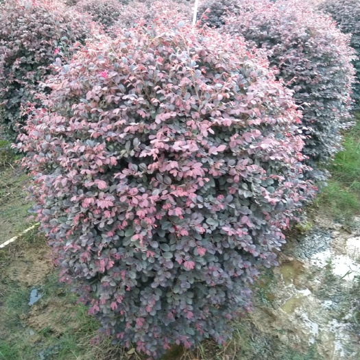 阳朔县黑珍珠红继木  红花续木球