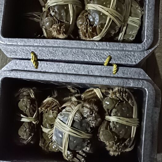 泰州 精品大闸蟹