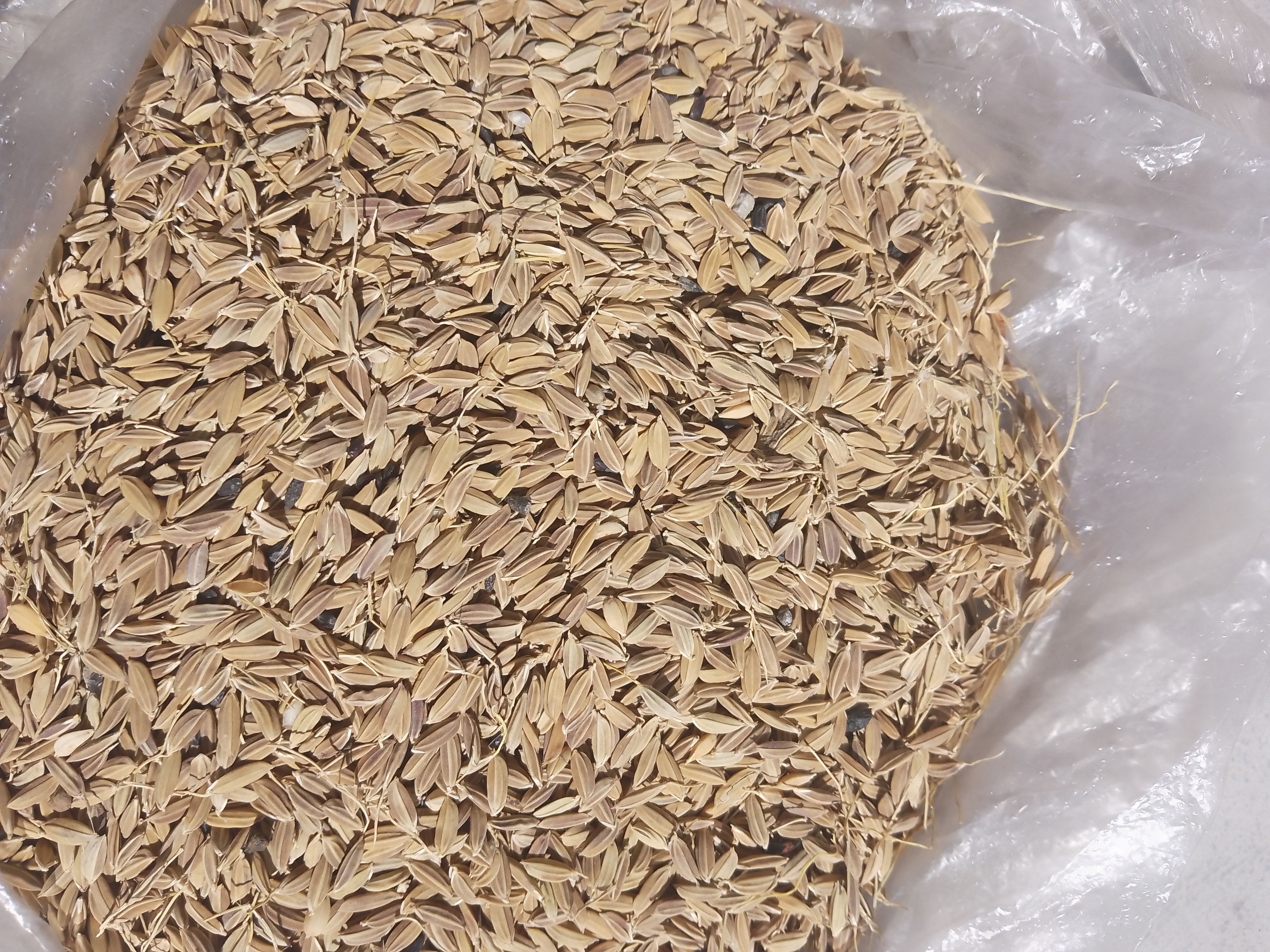 黑稻谷  黑水稻，吉林黑土地，河水灌溉无污染